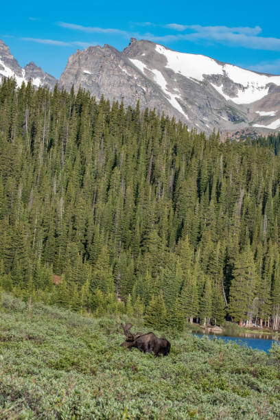 istock Bull moose standing in high mountain meadow 1366335754