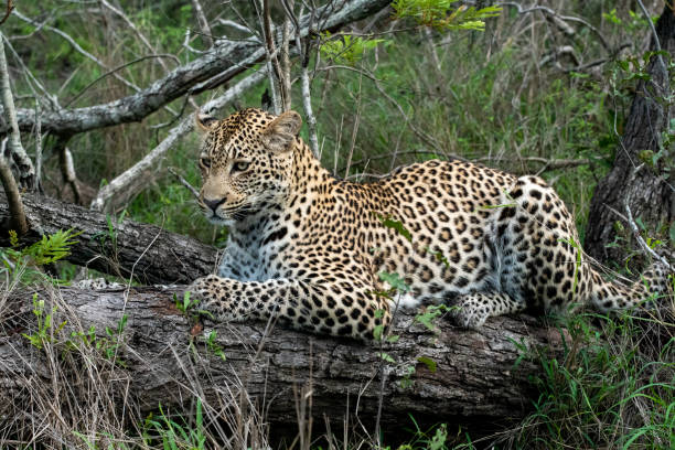 istock African Leopard in South Africa 1366337361
