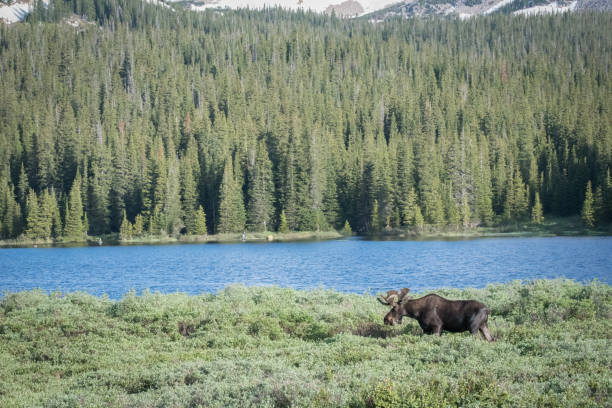 istock Bull moose standing/eating in high mountain meadow 1366337413