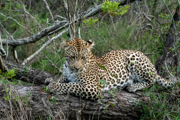 istock African Leopard in South Africa 1366337414
