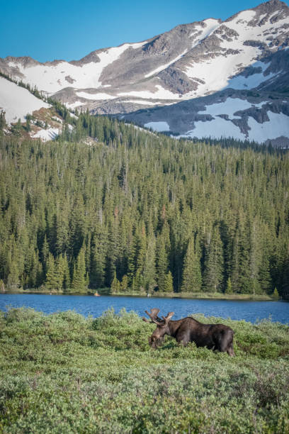 istock Bull moose standing/eating in high mountain meadow 1366338277