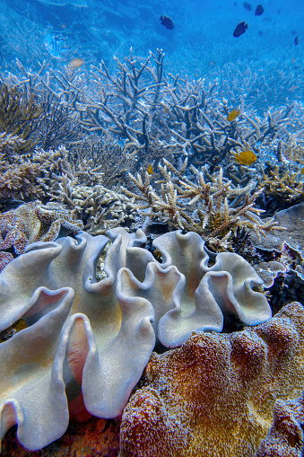 Underwater landscape with corals and fish at Heron Island, Great Barrier Reef, Australia
