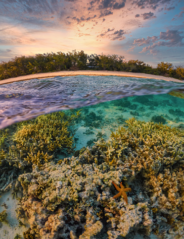 Split view (half-underwater) photograph featuring tropical sunset at heron Island and corals with marine life