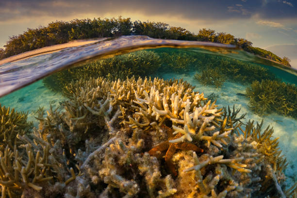 Sunset at Heron Island - half underwater
