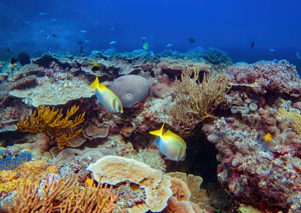 Barred Rabbitfish A couple of barred rabbit fish at the coral reef at Heron Island, Great Barrier Reef, Queensland, Australia great barrier reef coral stock pictures, royalty-free photos & images