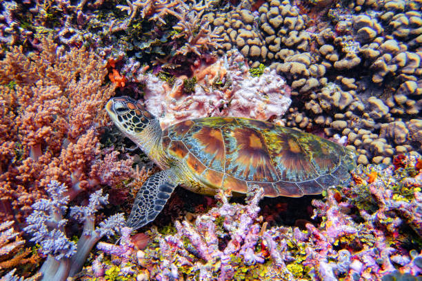 청소 스테이션의 거북이 - sea turtle coral turtle green sea turtle 뉴스 사진 이미지