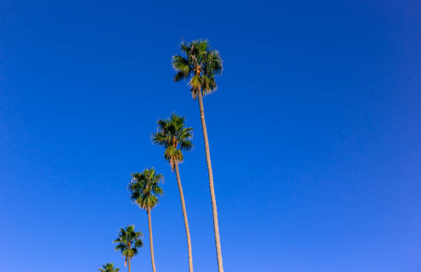 istock La Jolla, CA: Four Tall Palms Blowing in Wind, Vibrant Bluye Sky 1366341332