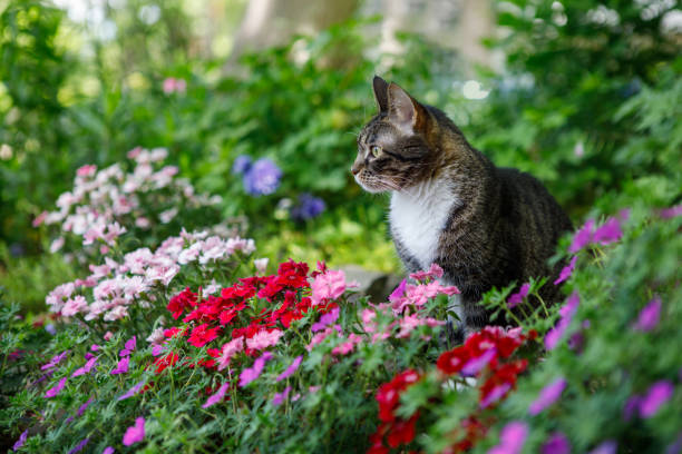 Adorable tabby cat looking out into a spring garden with beautiful dianthus and geranium flowers in full bloom