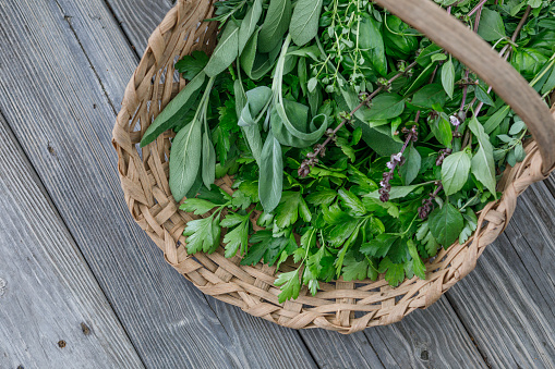 Basket of fresh culinary herbs, including flat leaf Italian parsley,basil,sage and thyme, harvested from an organic kitchen garden