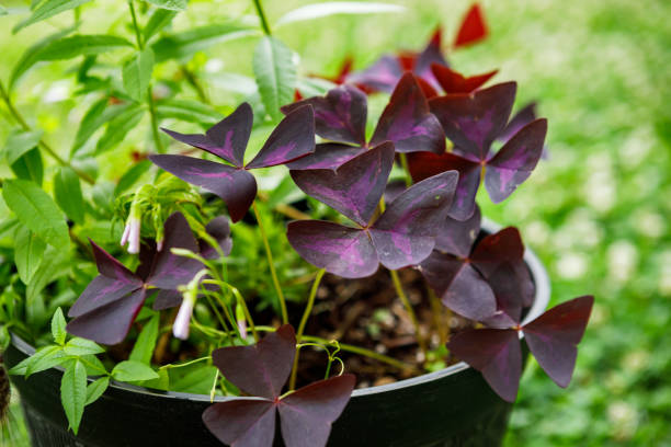 Oxalis Triangularis Growing in a Container Oxalis Triangularis, also know as False Shamrock, with purple shamrock shaped leaves, growing in a container oxalis triangularis stock pictures, royalty-free photos & images