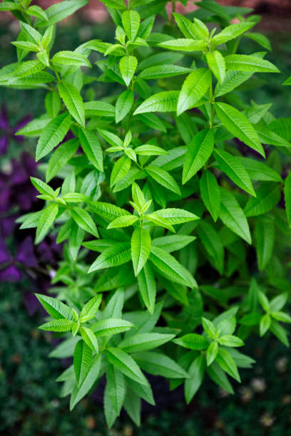 istock Lemon Verbena Ready for Harvest 1366343053