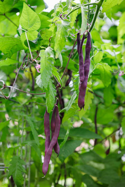 istock Pole Beans 'Purple Peacock' Growing on a Trellis 1366343670