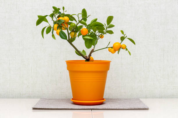 Citrus plant Calamondin, Citrofortunella microcarpa, madurensis with light green young leaves and ripe small orange fruits in the plastic pot. Close-up with selective focus. Indoor citrus tree growing planta de cítricos calamondin, citrofortunella microcarpa, madurensis con hojas jóvenes de color verde claro y frutos naranjas pequeños maduros en la maceta de plástico. primer plano con enfoque selectivo. cultivo de cítricos de interior