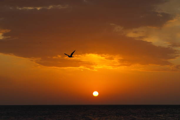Russia. East Caucasus, Republic of Dagestan. A flying seagull on the background of a spring dawn on the shore of the Caspian Sea near the embankment of the city of Makhachkala.