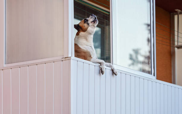 brown and white boxer dog leaning on balcony as if he's looking outside, barking or howling - late afternoon imagens e fotografias de stock