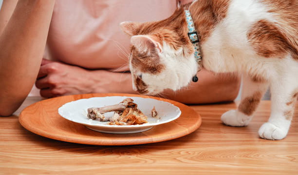 pequeno gato branco e marrom prestes a comer de prato na mesa com restos de frango, mulher borrada no fundo - brown table inside - fotografias e filmes do acervo