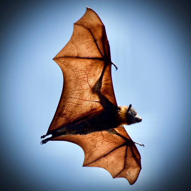 Parramatta park foxes Flying fox fruit bat stock pictures, royalty-free photos & images