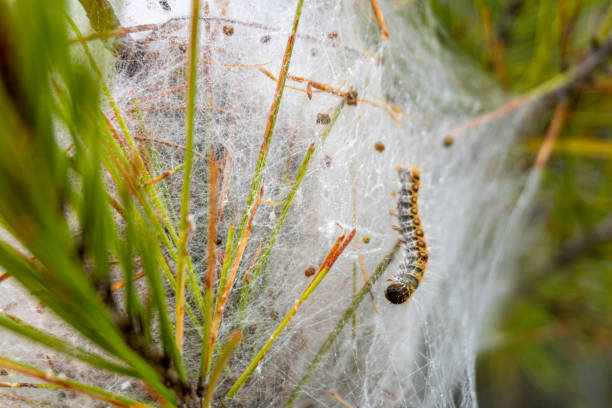 nido de orugas procesionarias - branch caterpillar animal hair insect fotografías e imágenes de stock