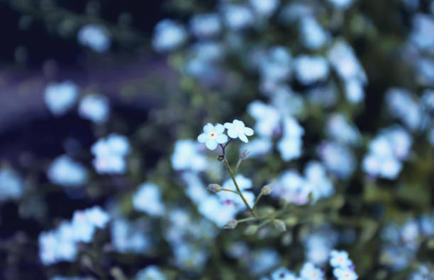 istock Small Blue Forget-Me-Nots Among Green Leaves 1366345606
