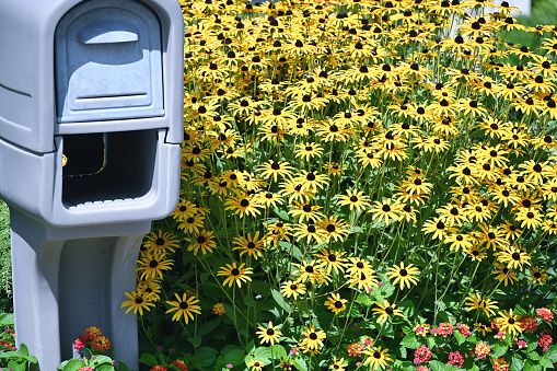 Mailbox surrounded by flowers in the late summer.