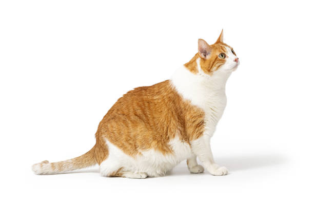 istock Large Overweight Cat Looking Up for Treat 1366346237