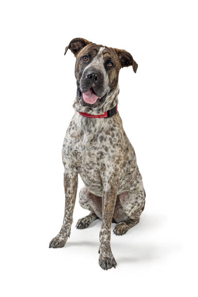 istock Friendly Happy Big Dog Sitting on White 1366346257