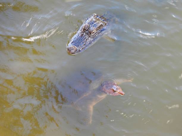 istock American Alligator and Florida Softshell Turtle swimming together 1366346282
