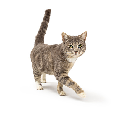 Beautiful young grey tabby cat walking forward on white background looking at camera