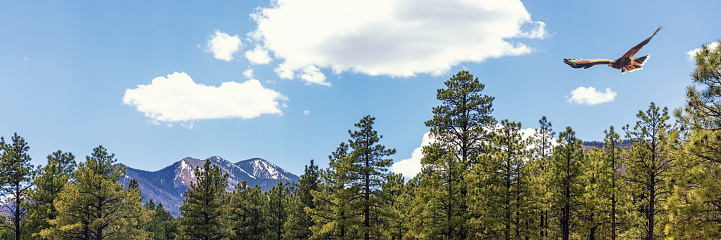 Horizontal web banner of Flagstaff northern Arizona with snow-capped mountain peaks in background and hawk flying in pine tree forest.