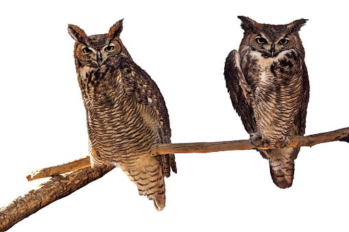 Two Great Horned owl birds perched on a tree branch, looking forward at camera.