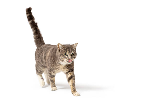 Two black cats on white background