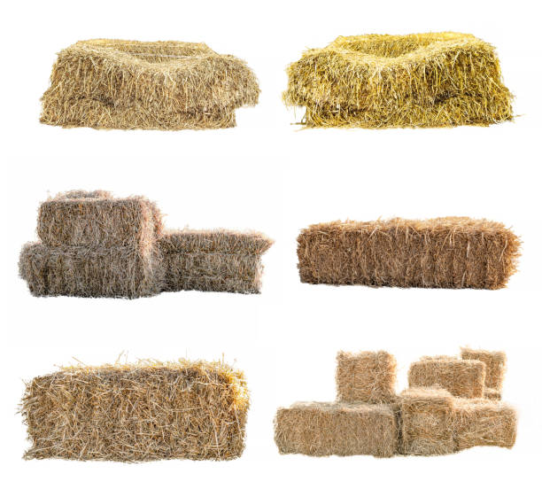 istock Golden yellow haystack isolated 1366346945