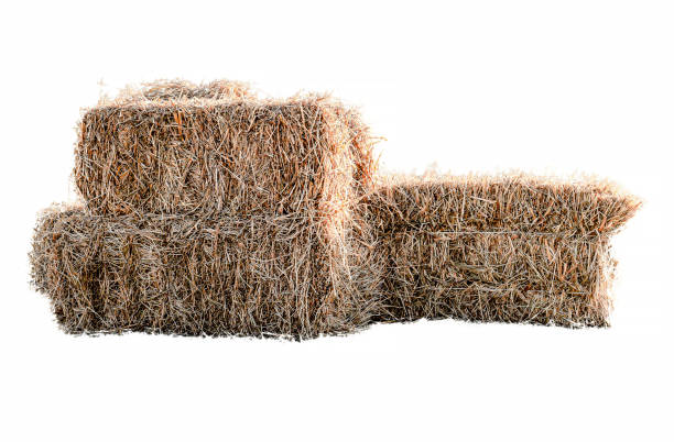 istock Golden yellow haystack isolated 1366346946
