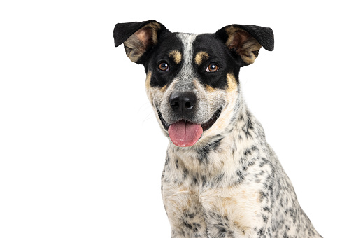 Close-up photo of a mixed Cattle Dog breed pet with a happy smiling expreession and mouth open.