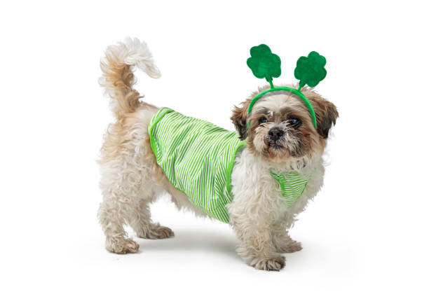 istock St Patricks Day Dog Wearing Green 1366346996