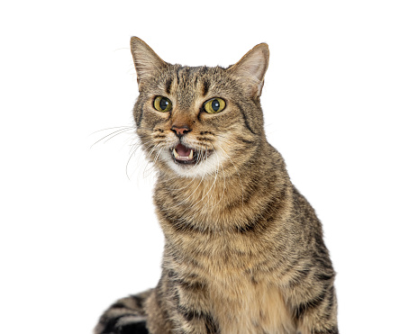 Close-up of pretty brown and black tabby cat opening mouth to talk or meow with happy expreession