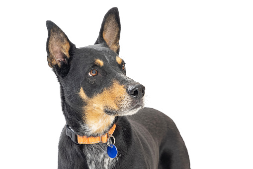 Closeup of large mixed Doberman Pinscer crossbreed dog looking to side with blank tag on collar