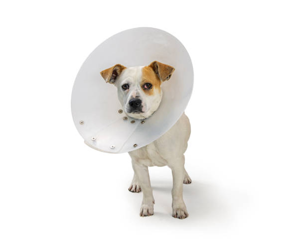 small dog wearing medical cone - coleira protetora imagens e fotografias de stock