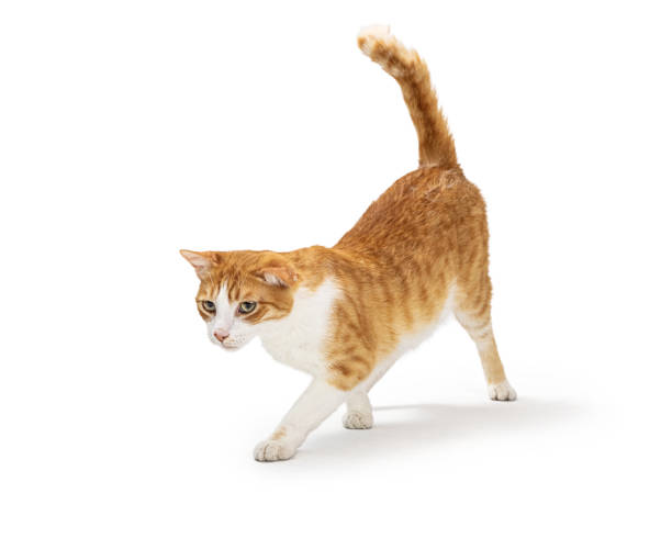 istock Orange and White Cat Walking Facing Side 1366347048