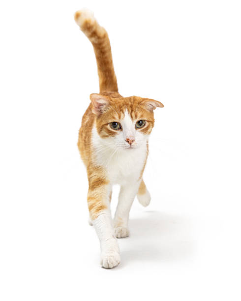 istock Orange and White Cat Walking Forward 1366347053
