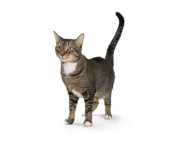 istock Pretty Tabby and White Cat Standing Tail Raised 1366347057