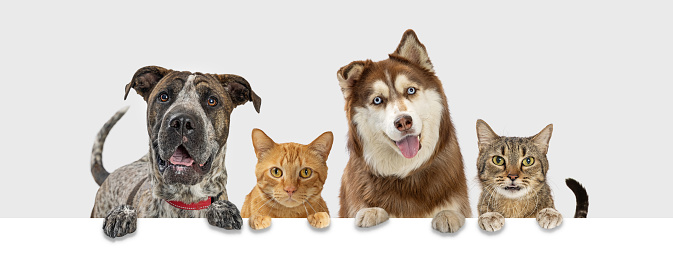 Row of dogs and cats with happy expressions hanging paws over blank white website banner or social media timeline cover.