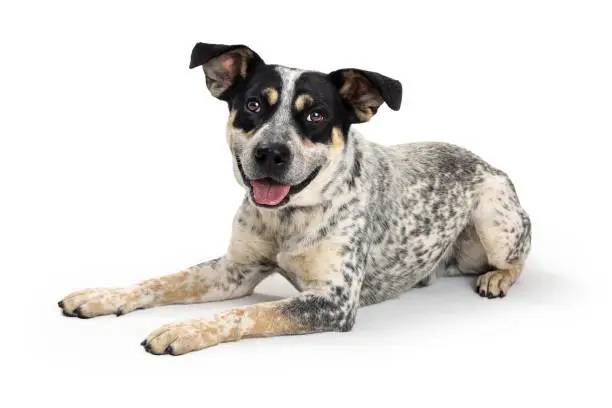 Mixed cattle dog with spotted coat lying down on white with happy smile expression