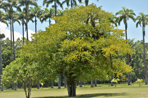 istock A beautiful tree growing in city park 1366347700