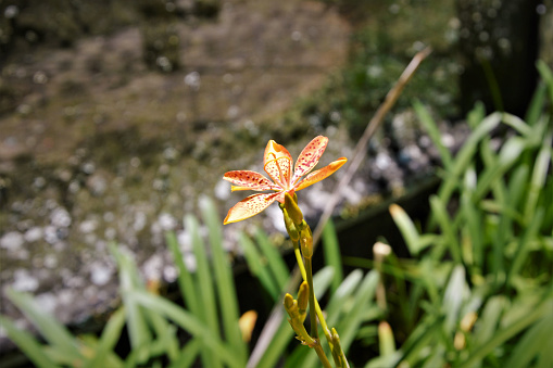 Iris flower domestica in garden in park on sunny day