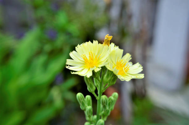 istock The simple beauty of lactuca canadensis 1366347882