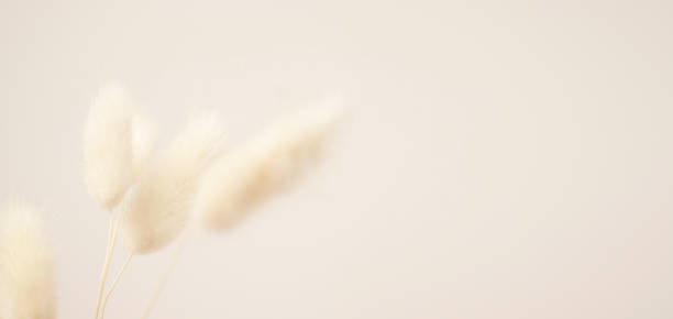 istock Beautiful bunny tail (Rabbit grass) grass on beige background 1366348214