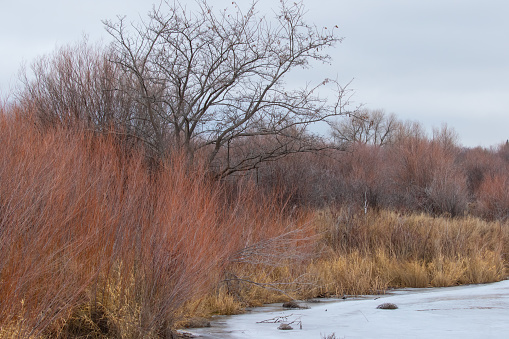 Ice-Covered Pond in Richland Washington With Red and Rattlesnake Mountains on Gray Winter Day