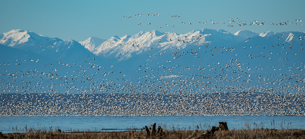 Thousands of Snow Geese on Skagit Bay With Olympic Mountain Backdrop