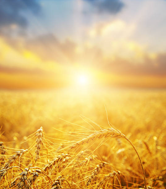 istock golden wheat field and sunset 136634984